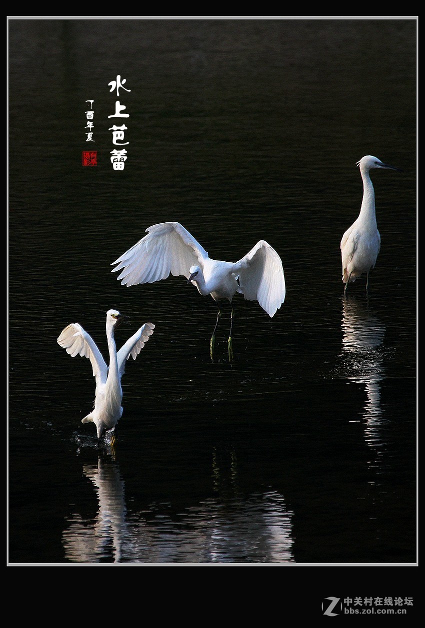 呈一组“水上芭蕾”-贺好友“晚之秋”荣任A7RIII版主！