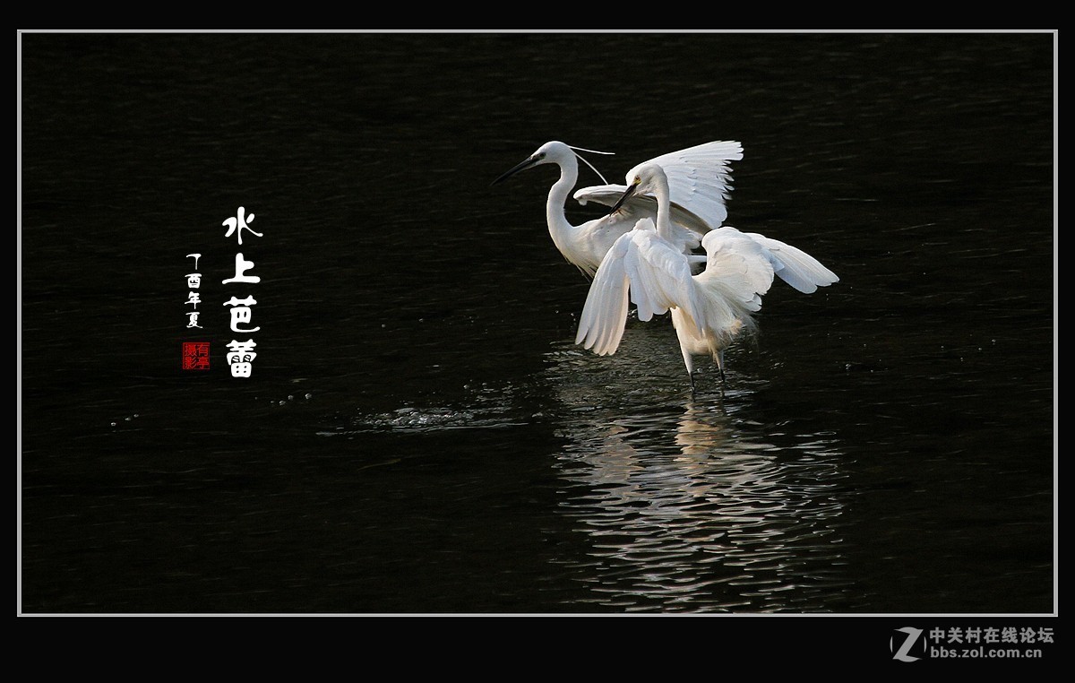 呈一组“水上芭蕾”-贺好友“晚之秋”荣任A7RIII版主！