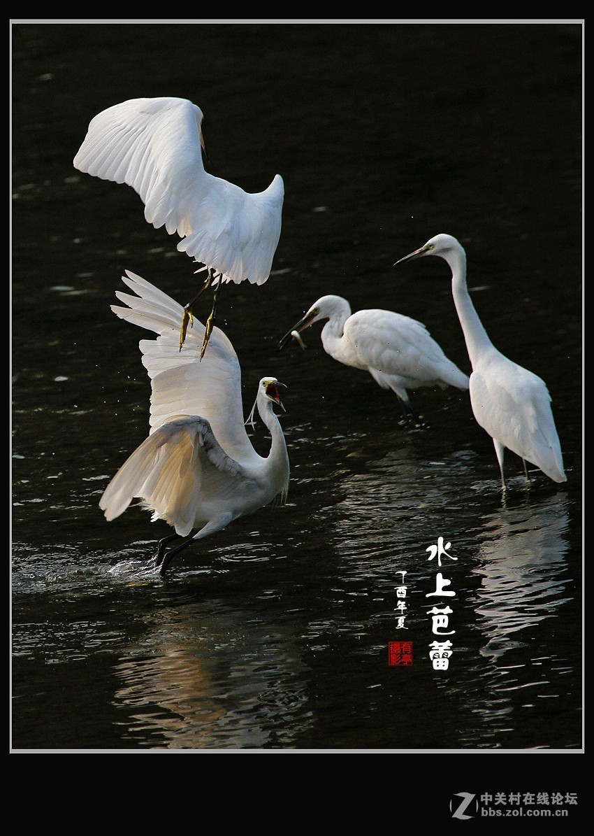 呈一组“水上芭蕾”-贺好友“晚之秋”荣任A7RIII版主！