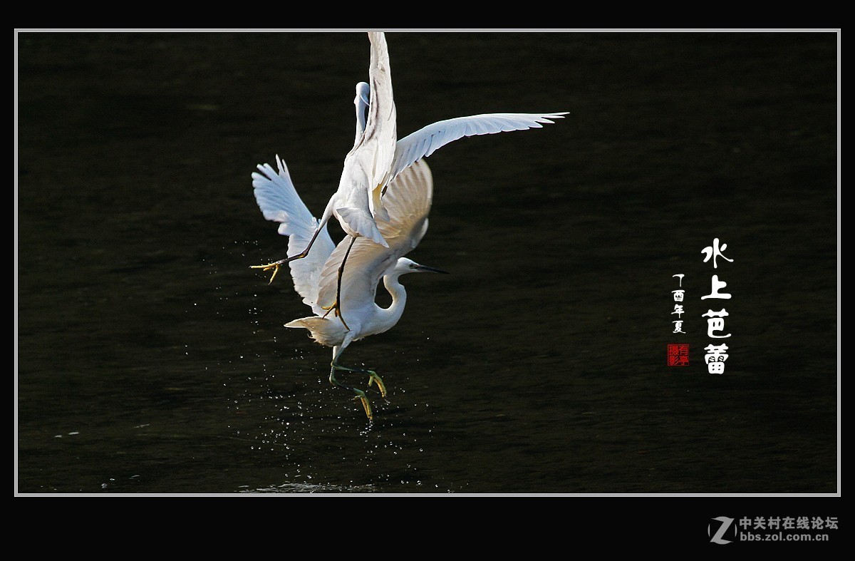 呈一组“水上芭蕾”-贺好友“晚之秋”荣任A7RIII版主！