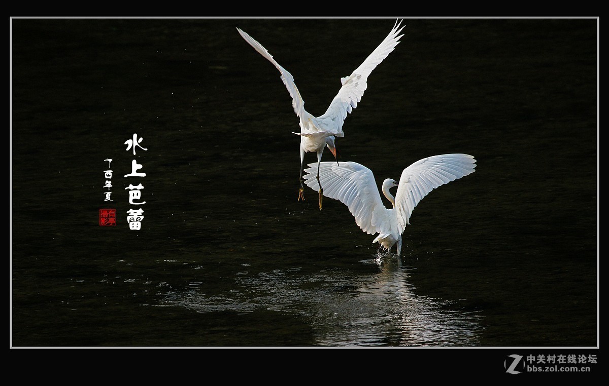 呈一组“水上芭蕾”-贺好友“晚之秋”荣任A7RIII版主！