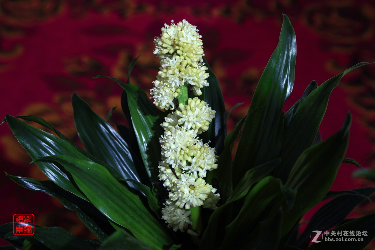 我养了20年的太阳神开花了