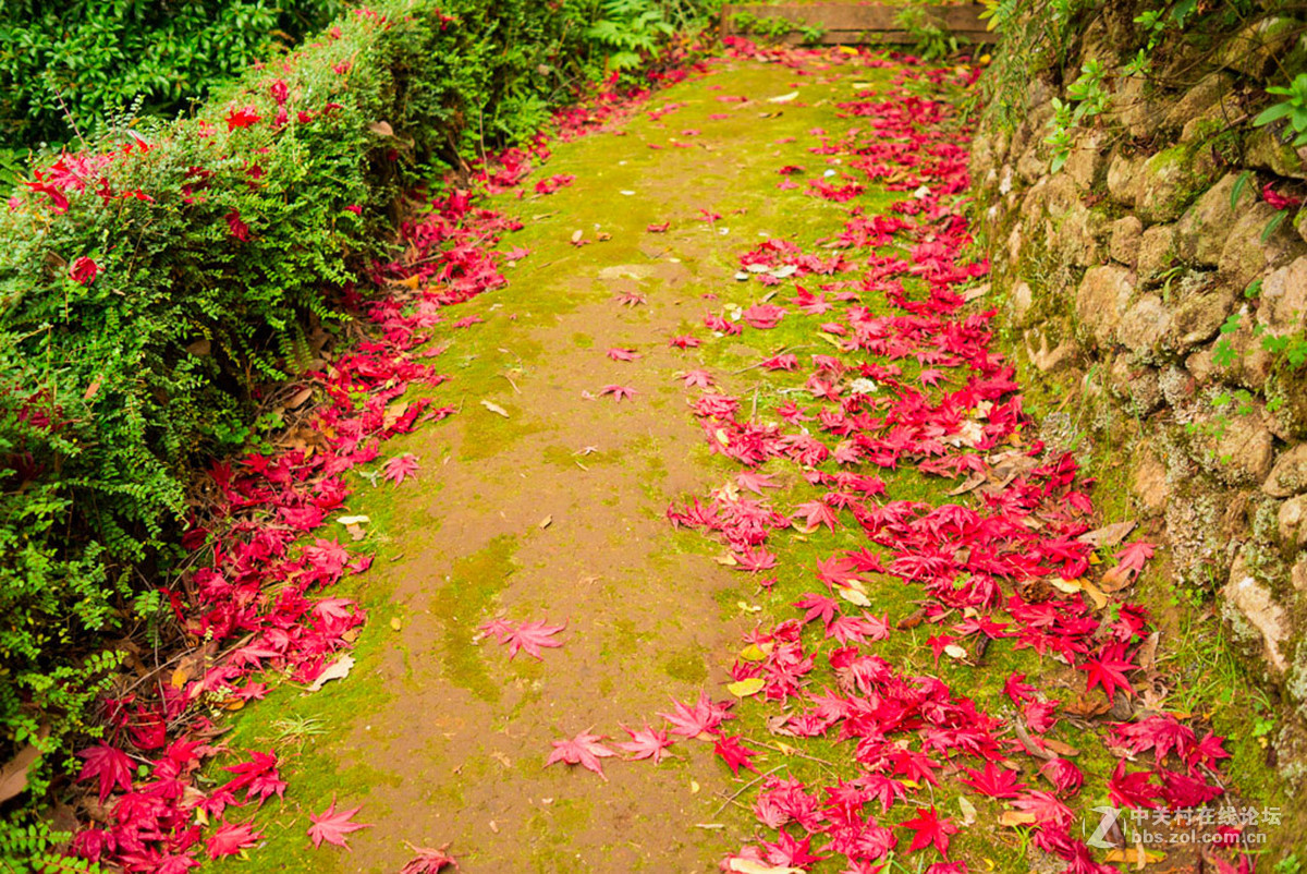 === 一组澳洲的红叶 ===