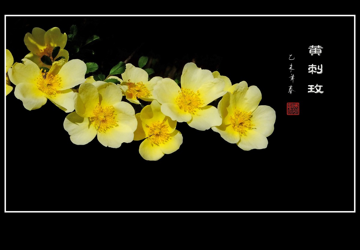 金灿灿的黄刺玫