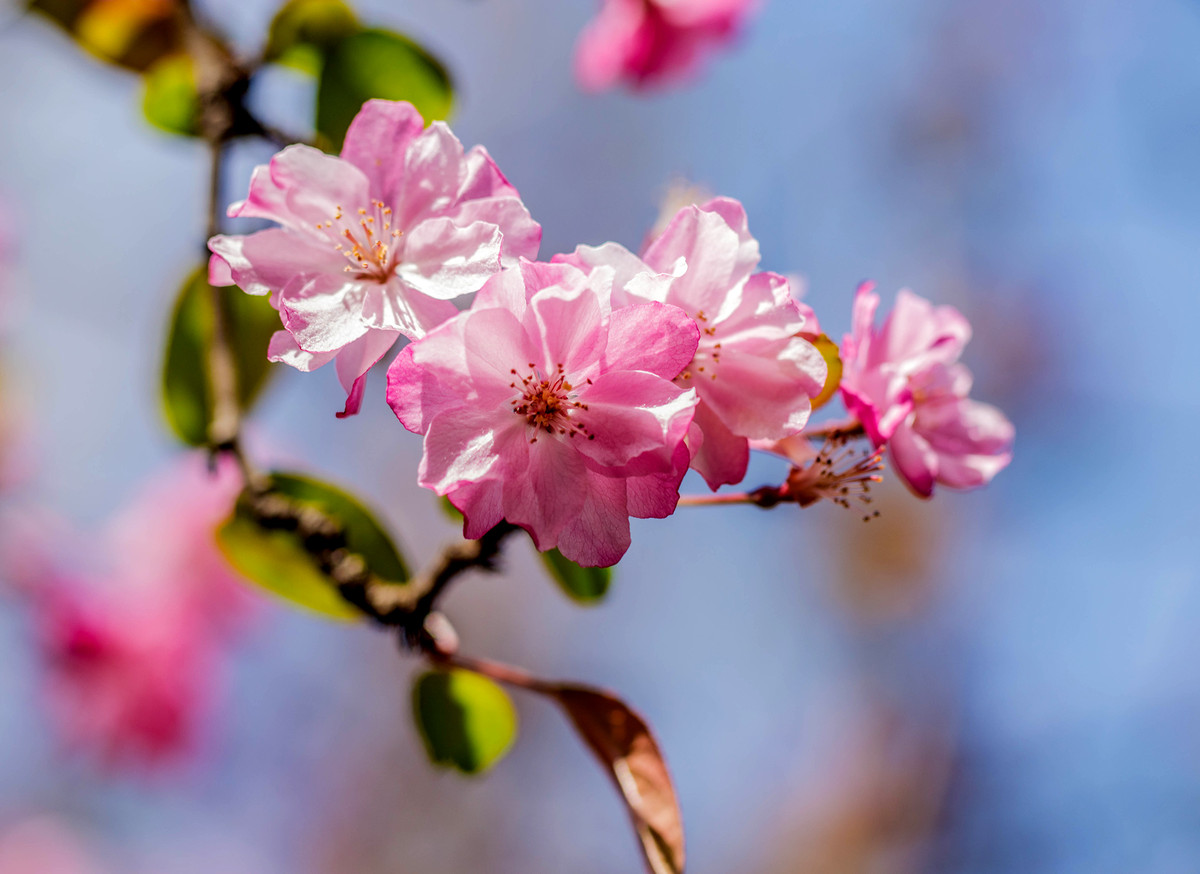 垂丝海棠和樱花