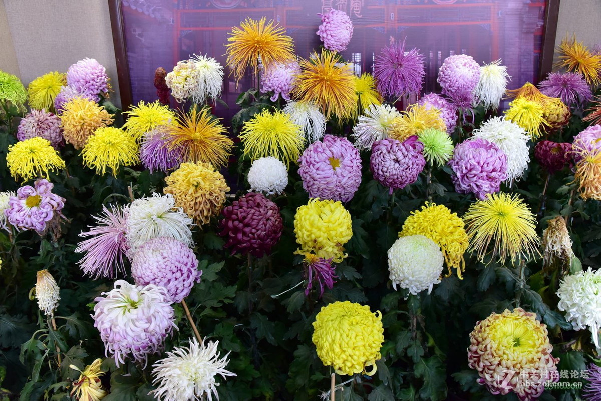 品种繁多看得头晕目眩