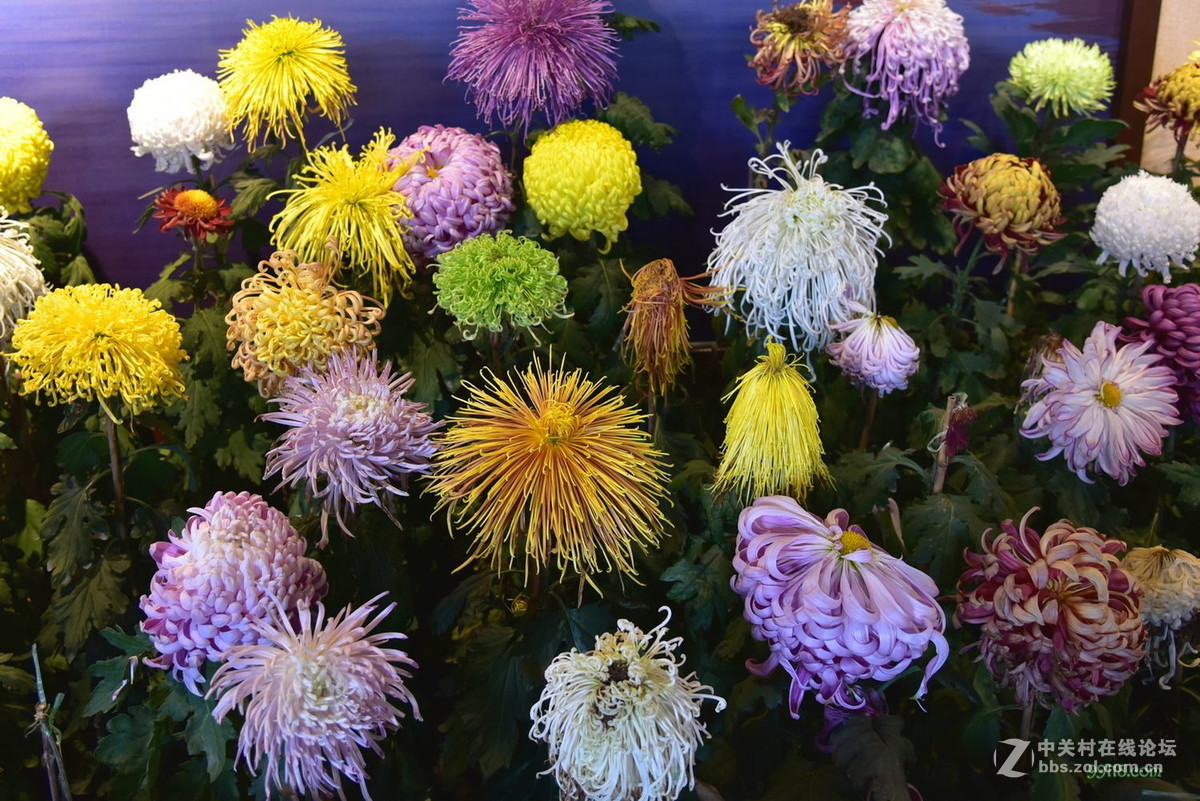 品种繁多看得头晕目眩