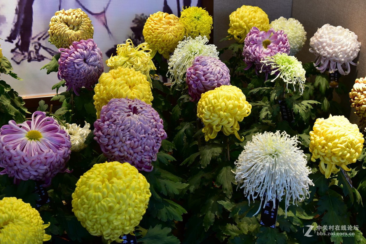 品种繁多看得头晕目眩