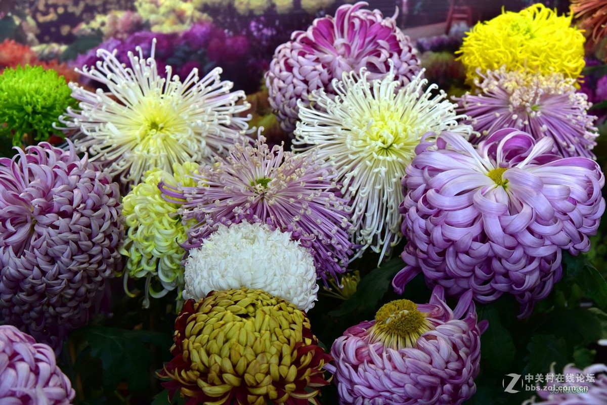 品种繁多看得头晕目眩