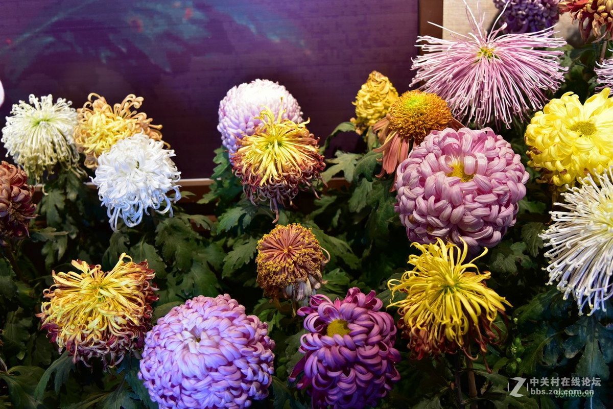 品种繁多看得头晕目眩