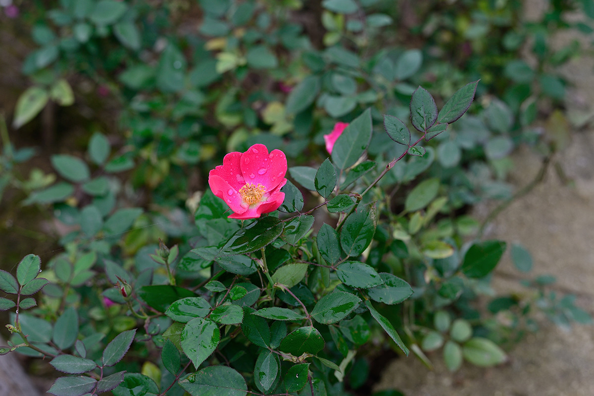 58 1.4G随拍周末亲子游