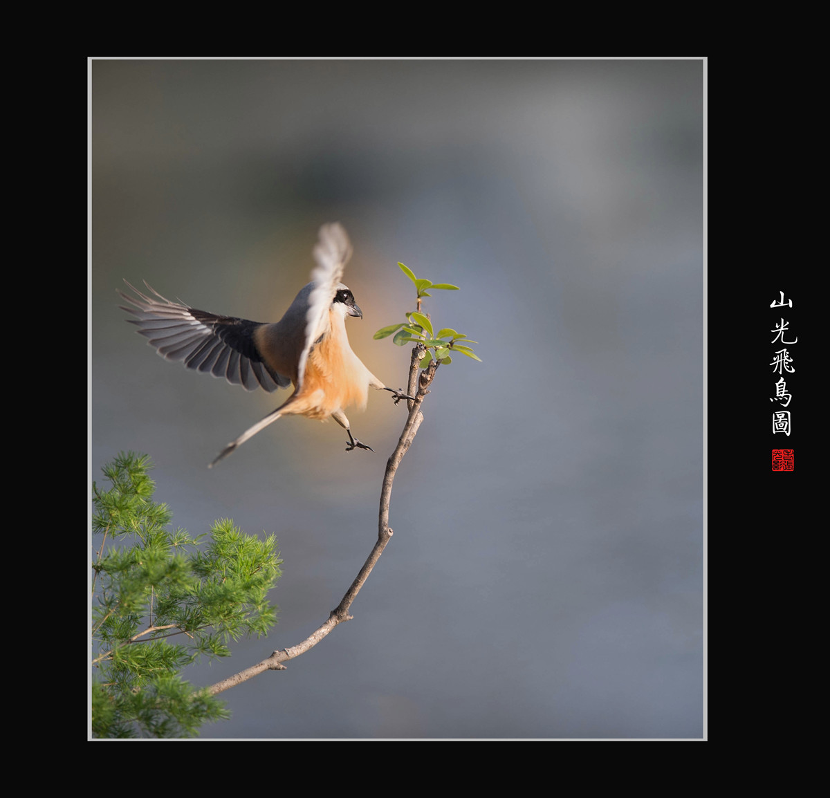 老张光影山光飞鸟图