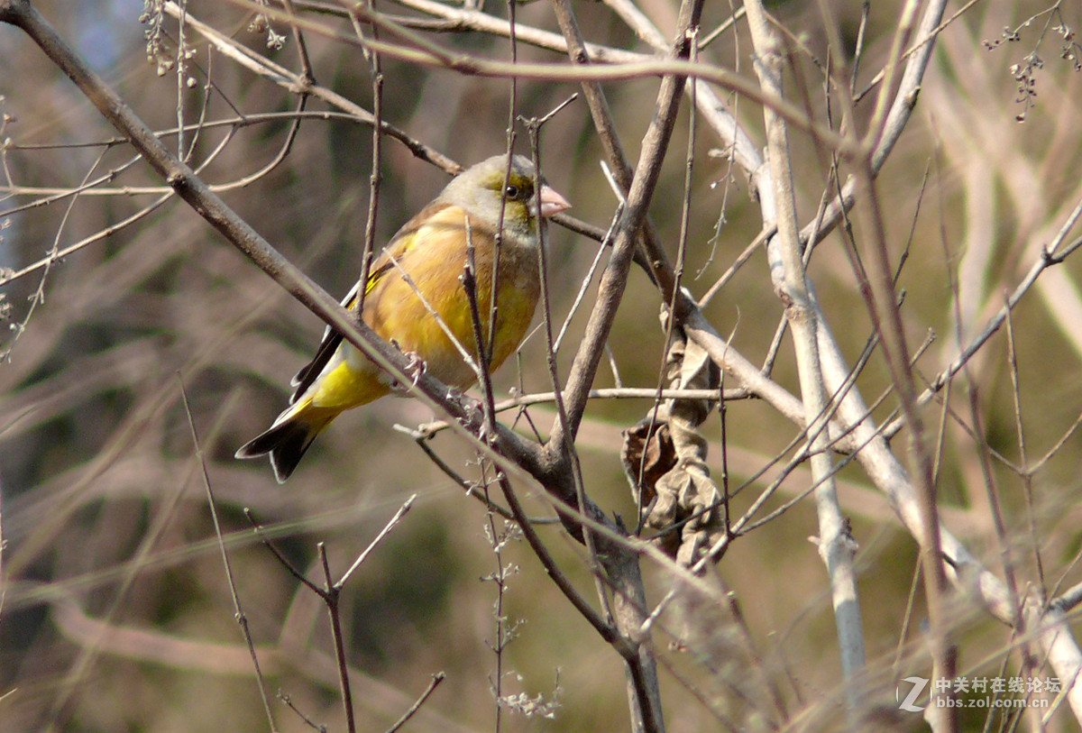 抓拍一只金翅鸟