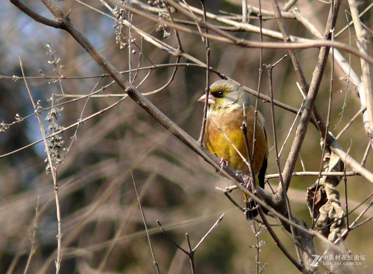 抓拍一只金翅鸟