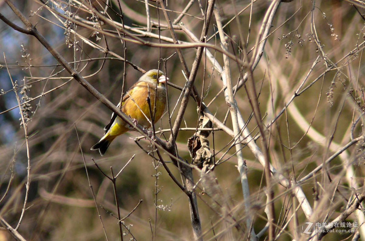 抓拍一只金翅鸟