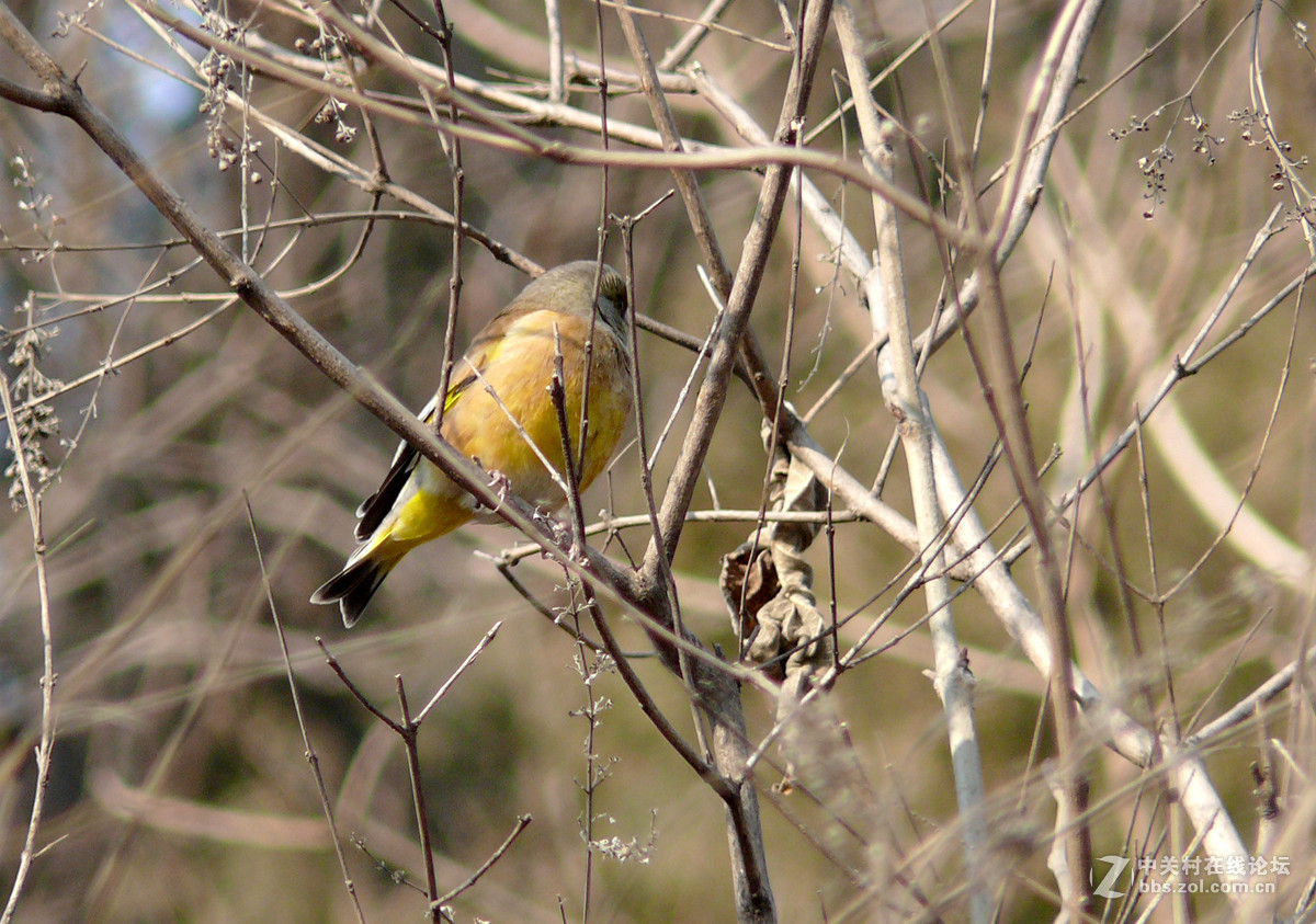 抓拍一只金翅鸟