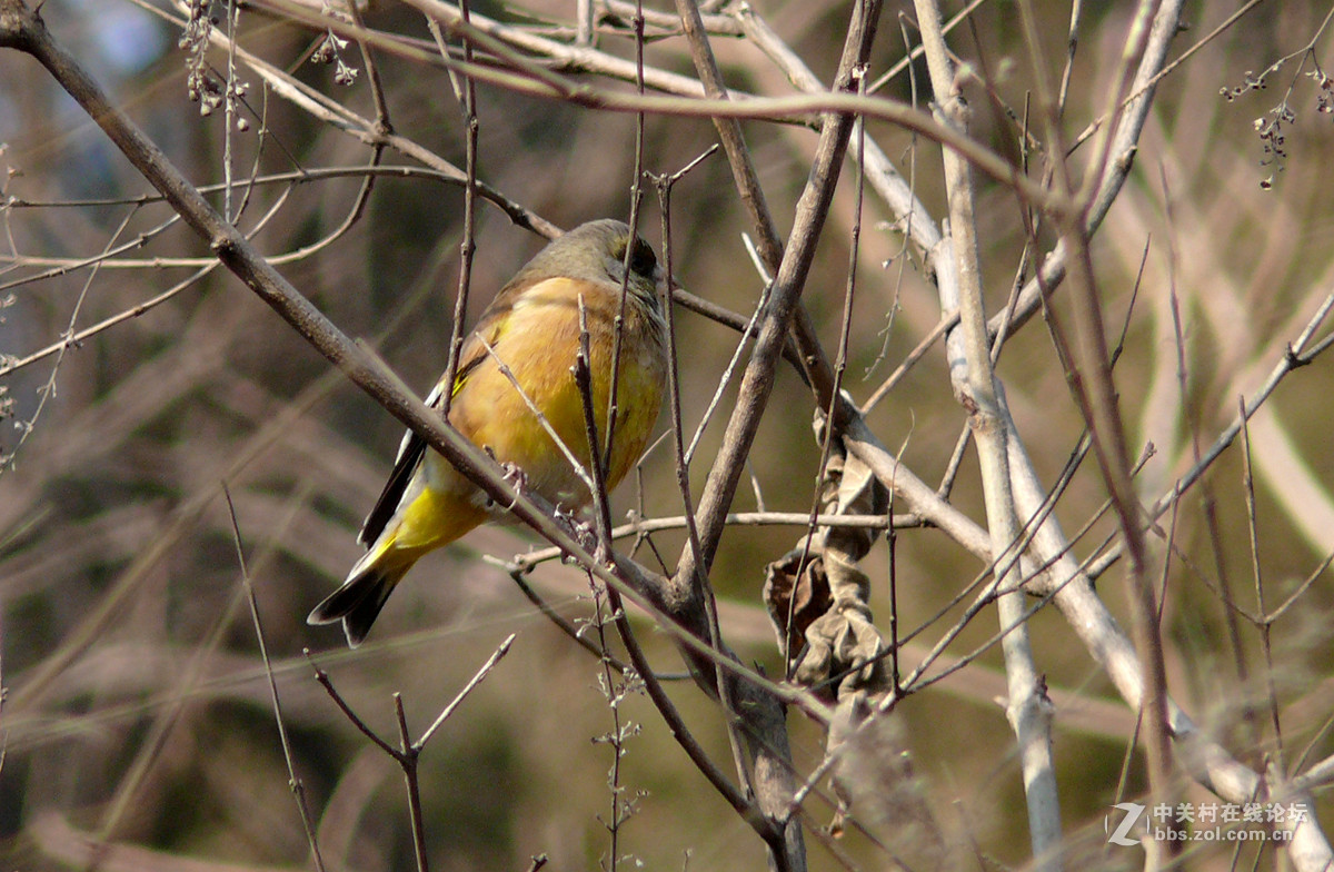抓拍一只金翅鸟