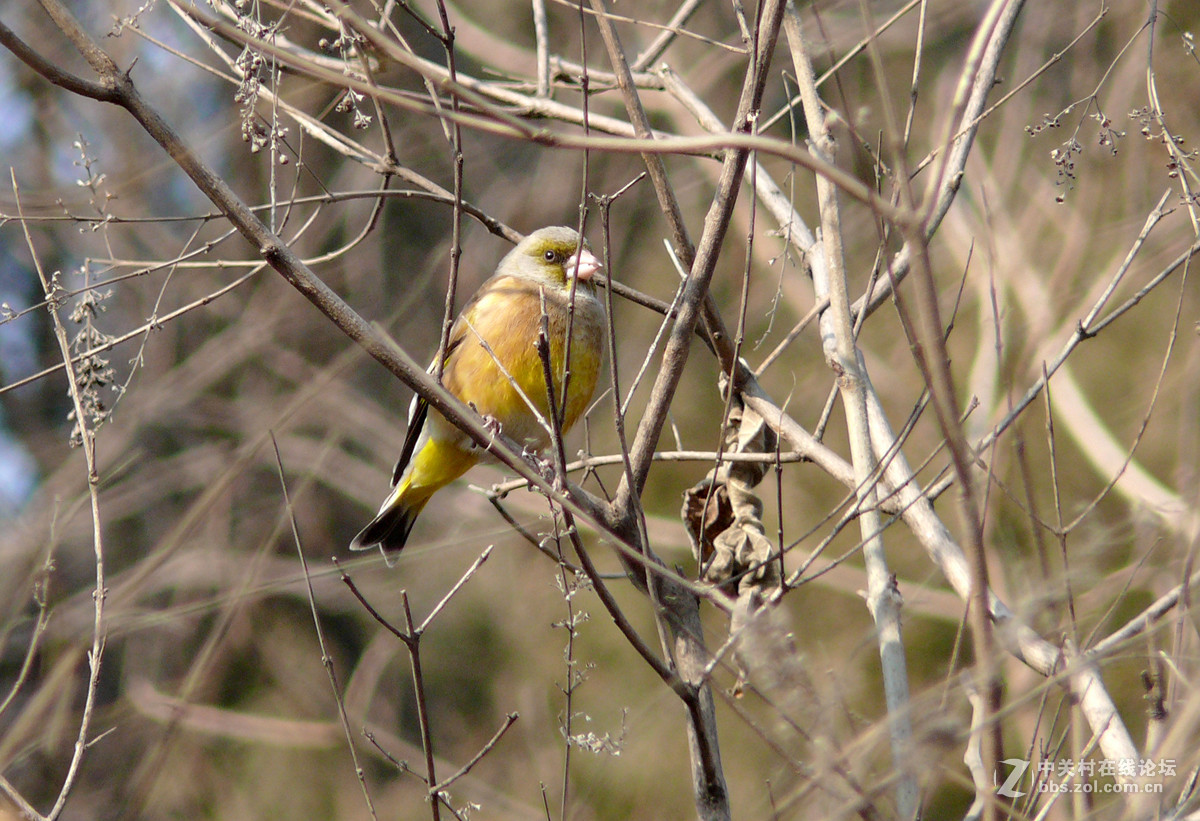 抓拍一只金翅鸟