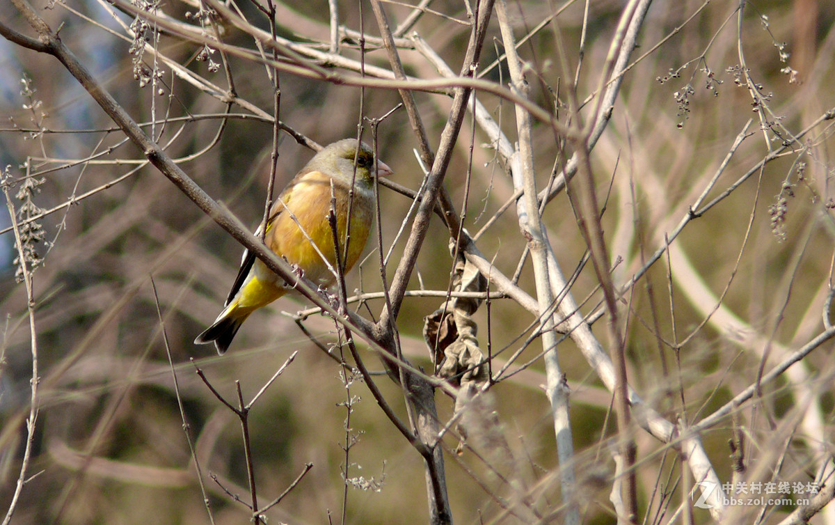抓拍一只金翅鸟