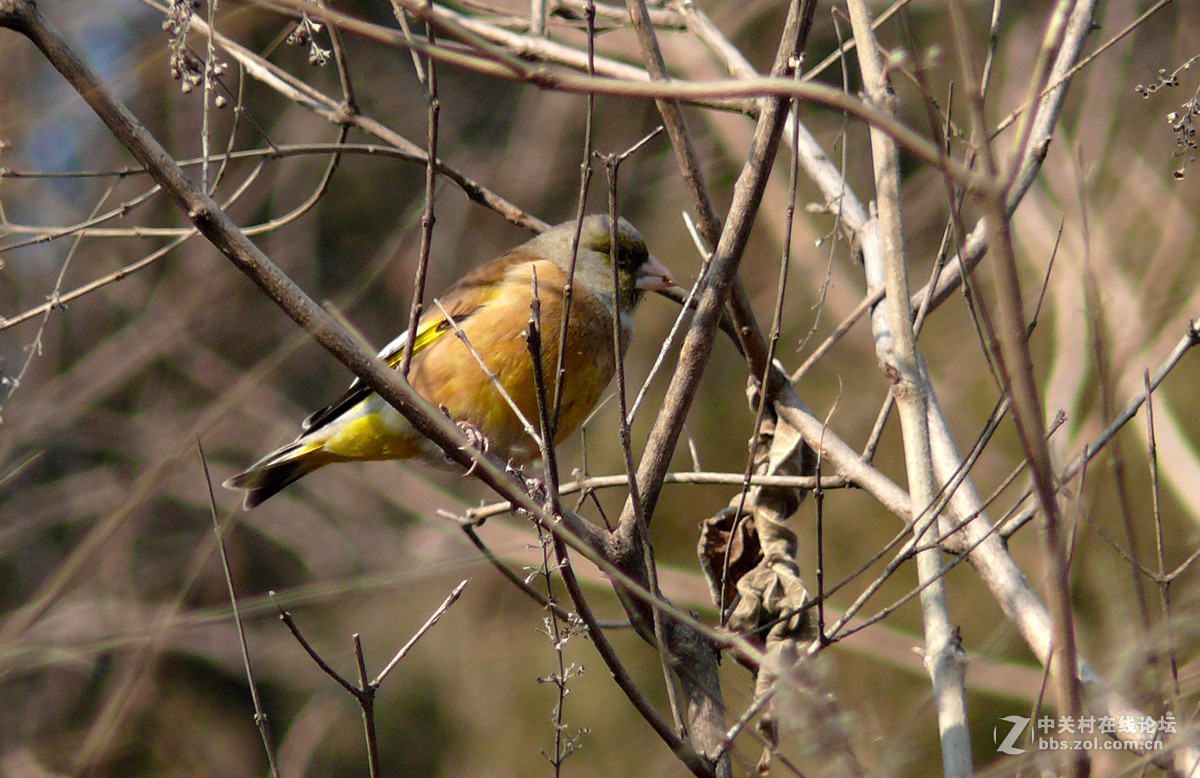 抓拍一只金翅鸟