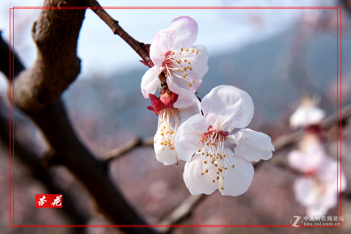 一组“杏花”拍