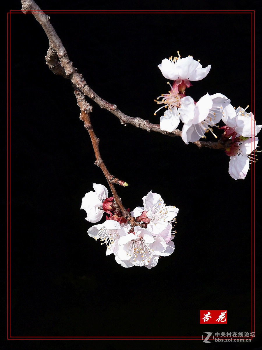 一组“杏花”拍