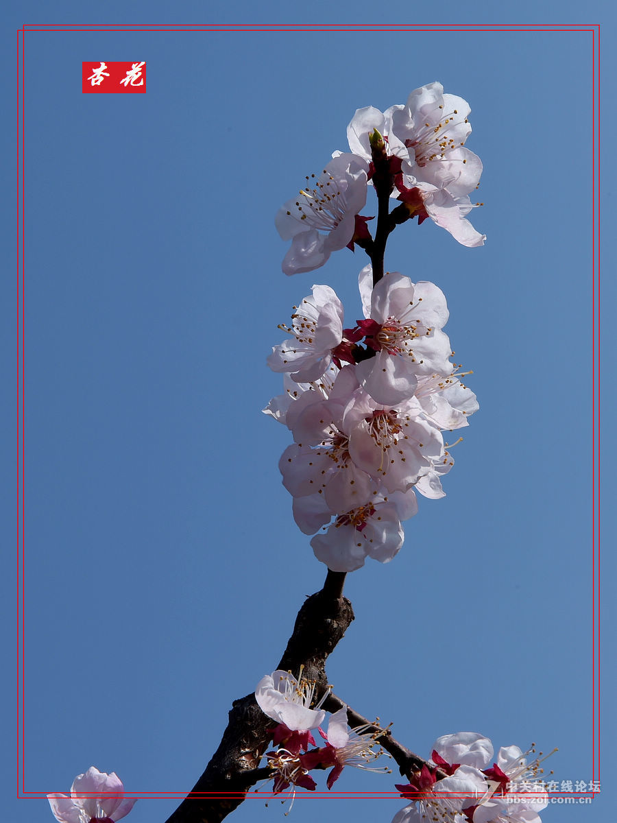 一组“杏花”拍