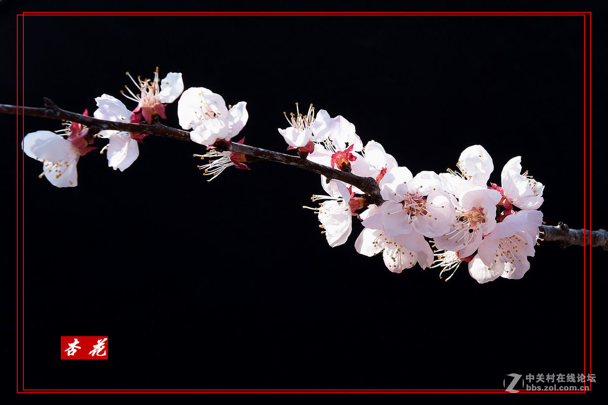 一组“杏花”拍