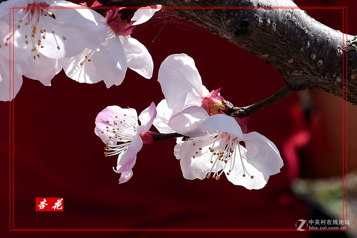 一组“杏花”拍