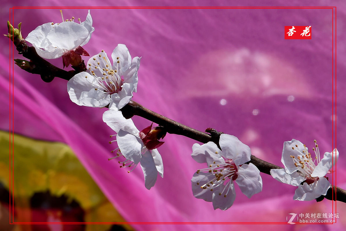 一组“杏花”拍