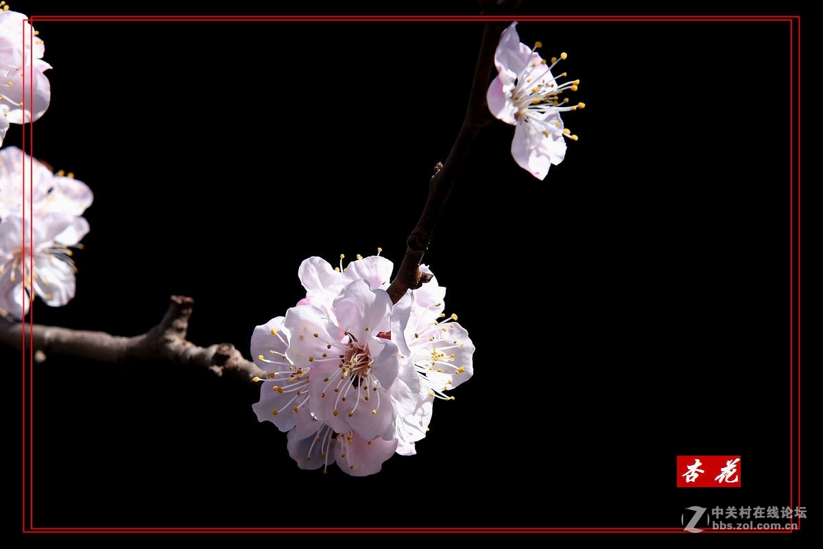 一组“杏花”拍
