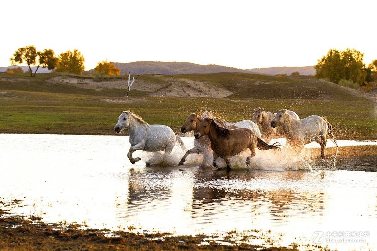 骏马奔腾（坝上草源风光之一）