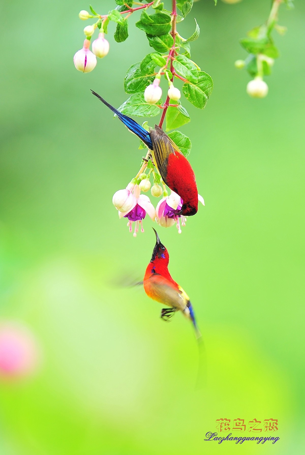 老张光影花鸟之恋