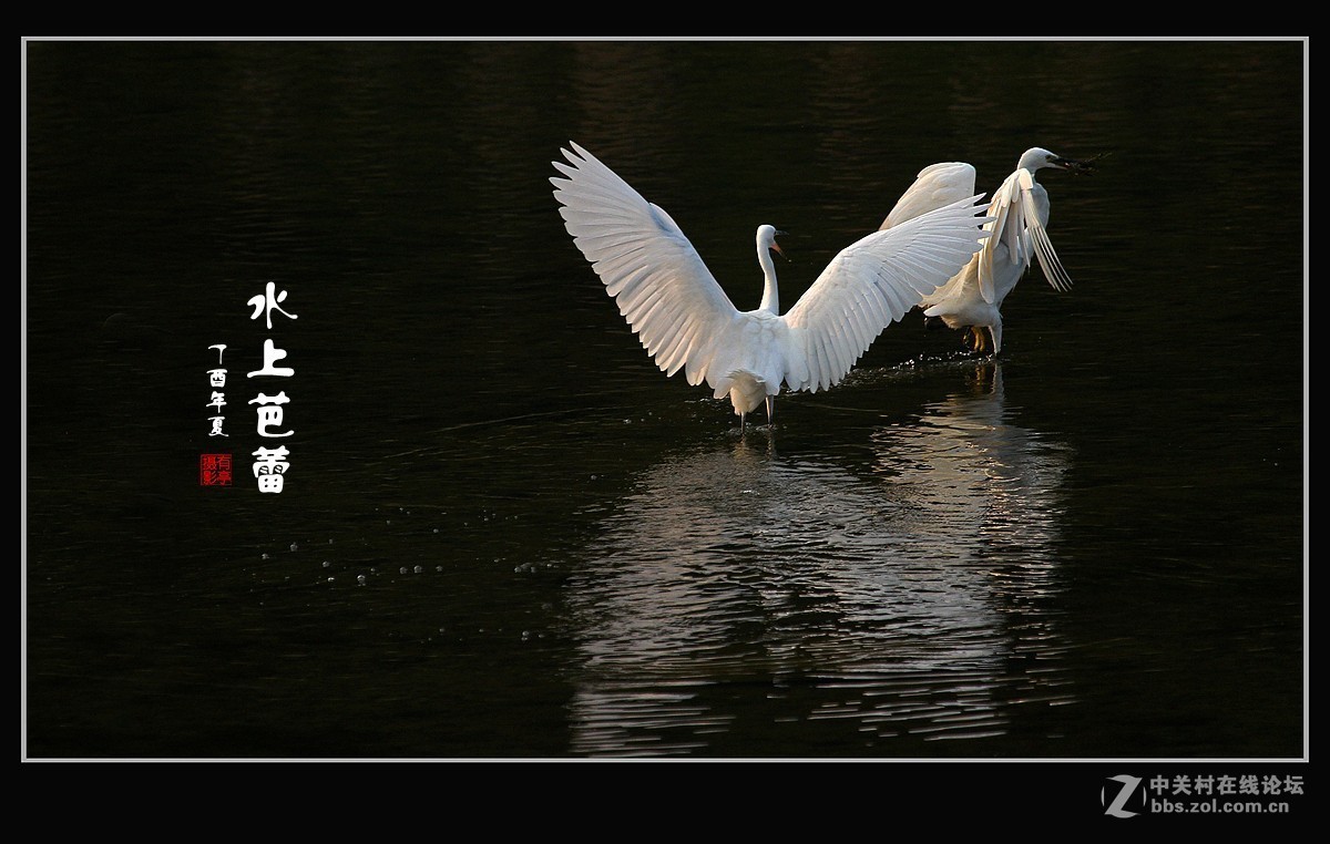 呈一组“水上芭蕾”-贺好友“晚之秋”荣任A7RIII版主！