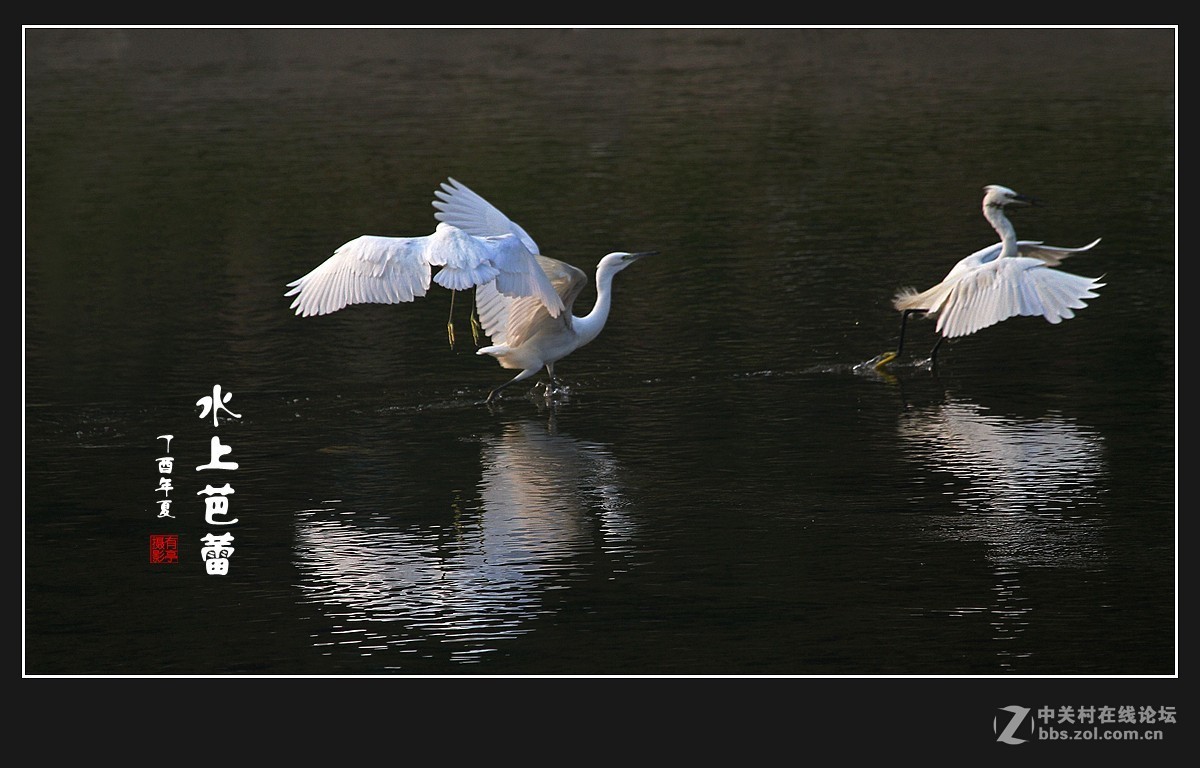 呈一组“水上芭蕾”-贺好友“晚之秋”荣任A7RIII版主！