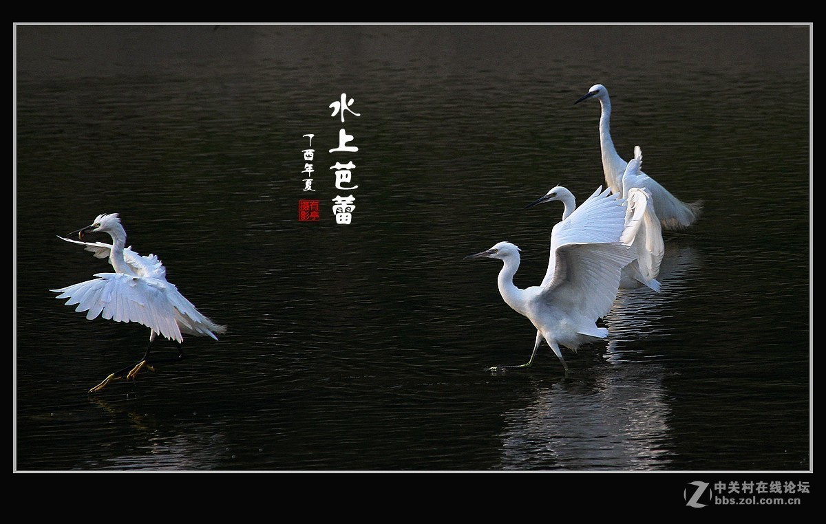 呈一组“水上芭蕾”-贺好友“晚之秋”荣任A7RIII版主！