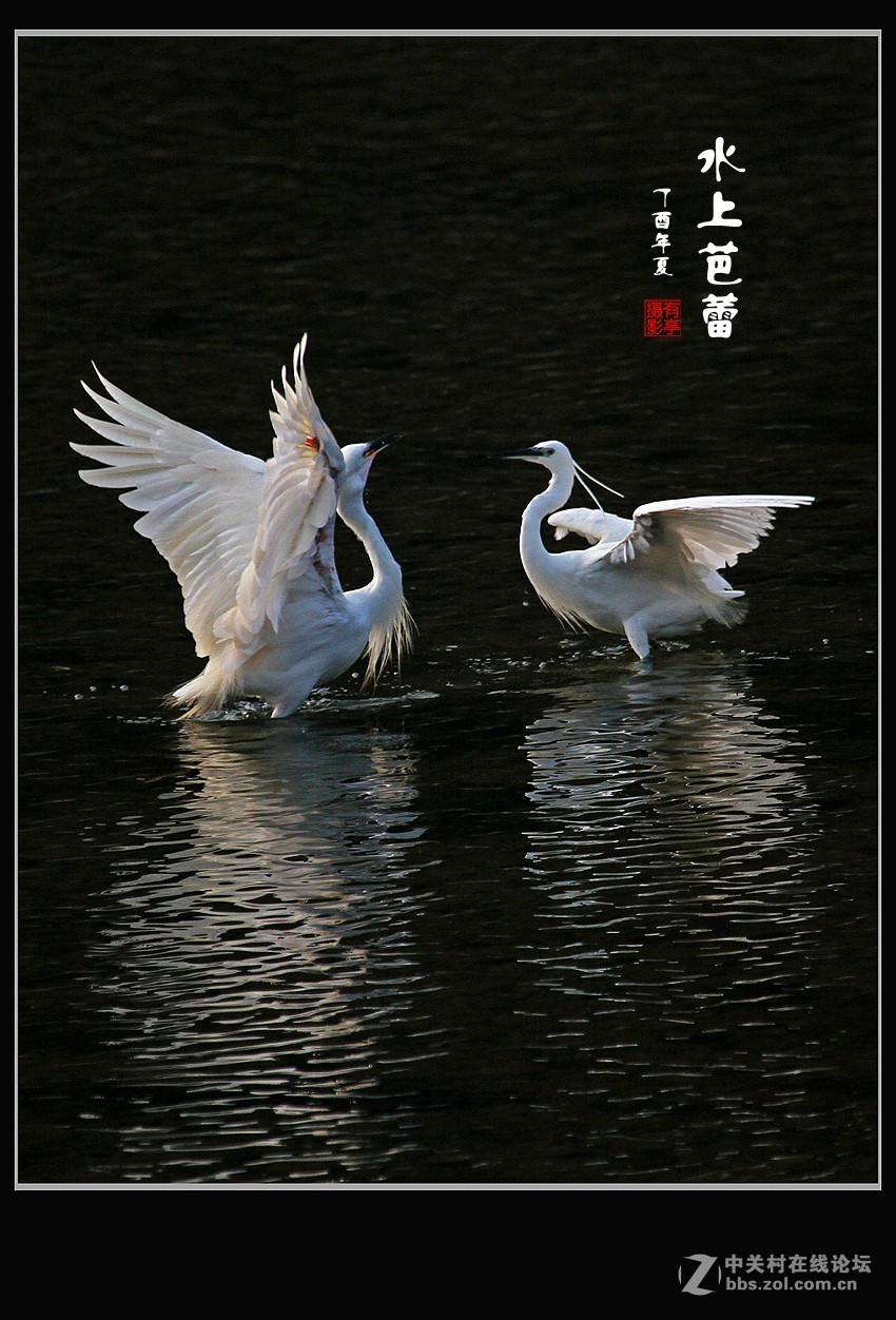 呈一组“水上芭蕾”-贺好友“晚之秋”荣任A7RIII版主！