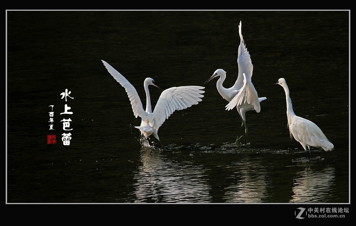 呈一组“水上芭蕾”-贺好友“晚之秋”荣任A7RIII版主！