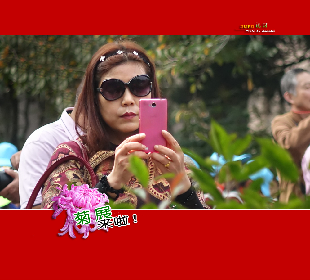 【我的视野】★ 菊展来啦！ ★