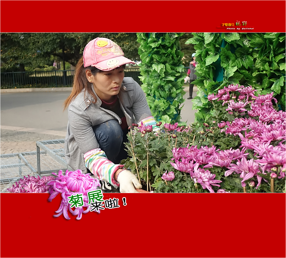 【我的视野】★ 菊展来啦！ ★