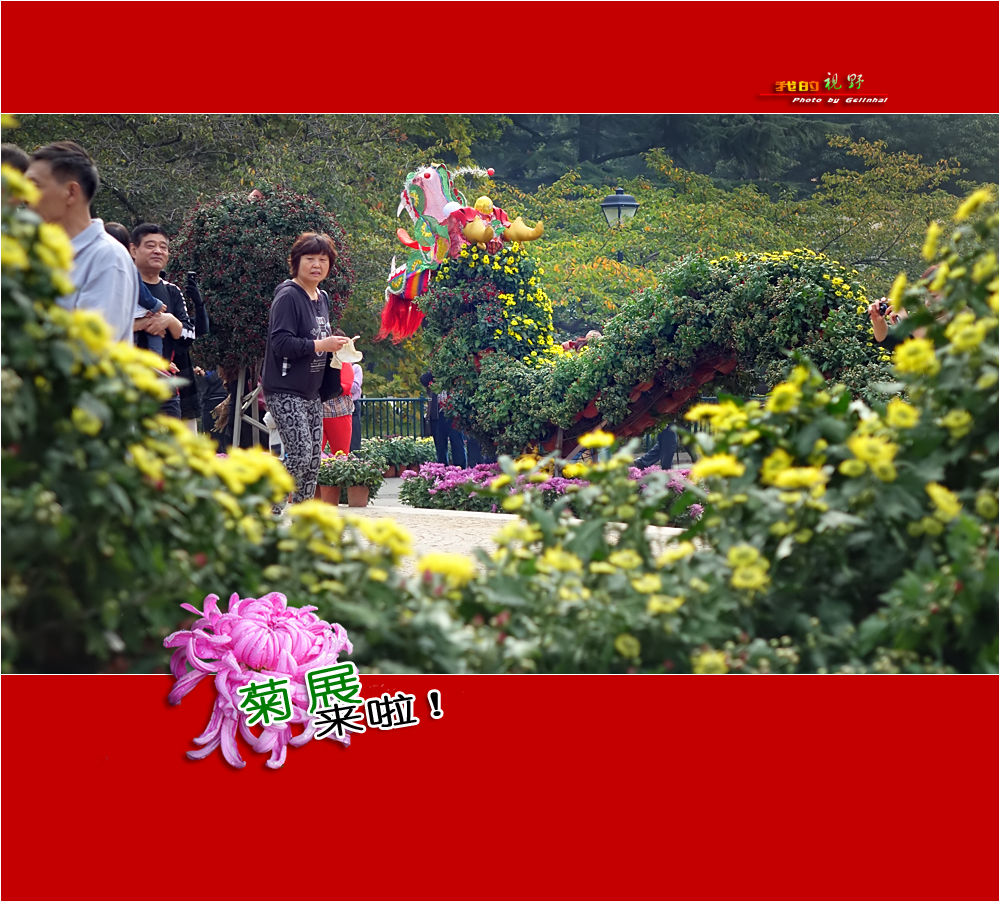 【我的视野】★ 菊展来啦！ ★