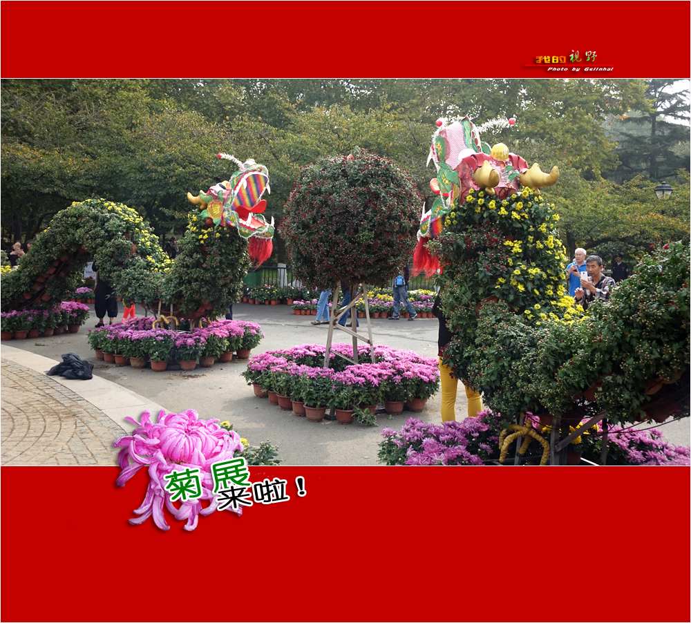 【我的视野】★ 菊展来啦！ ★