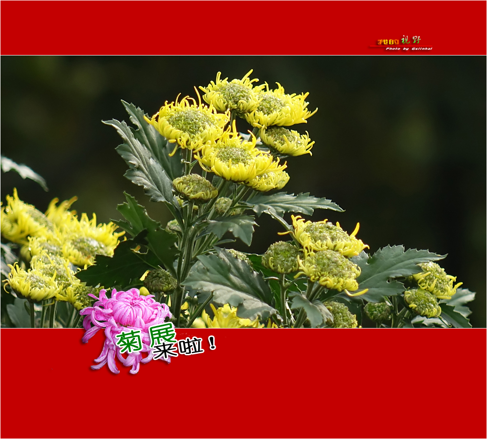 【我的视野】★ 菊展来啦！ ★