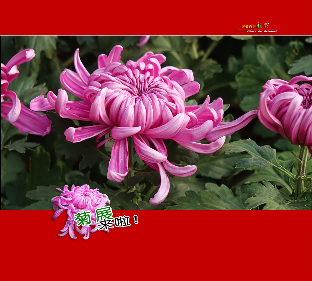 【我的视野】★ 菊展来啦！ ★