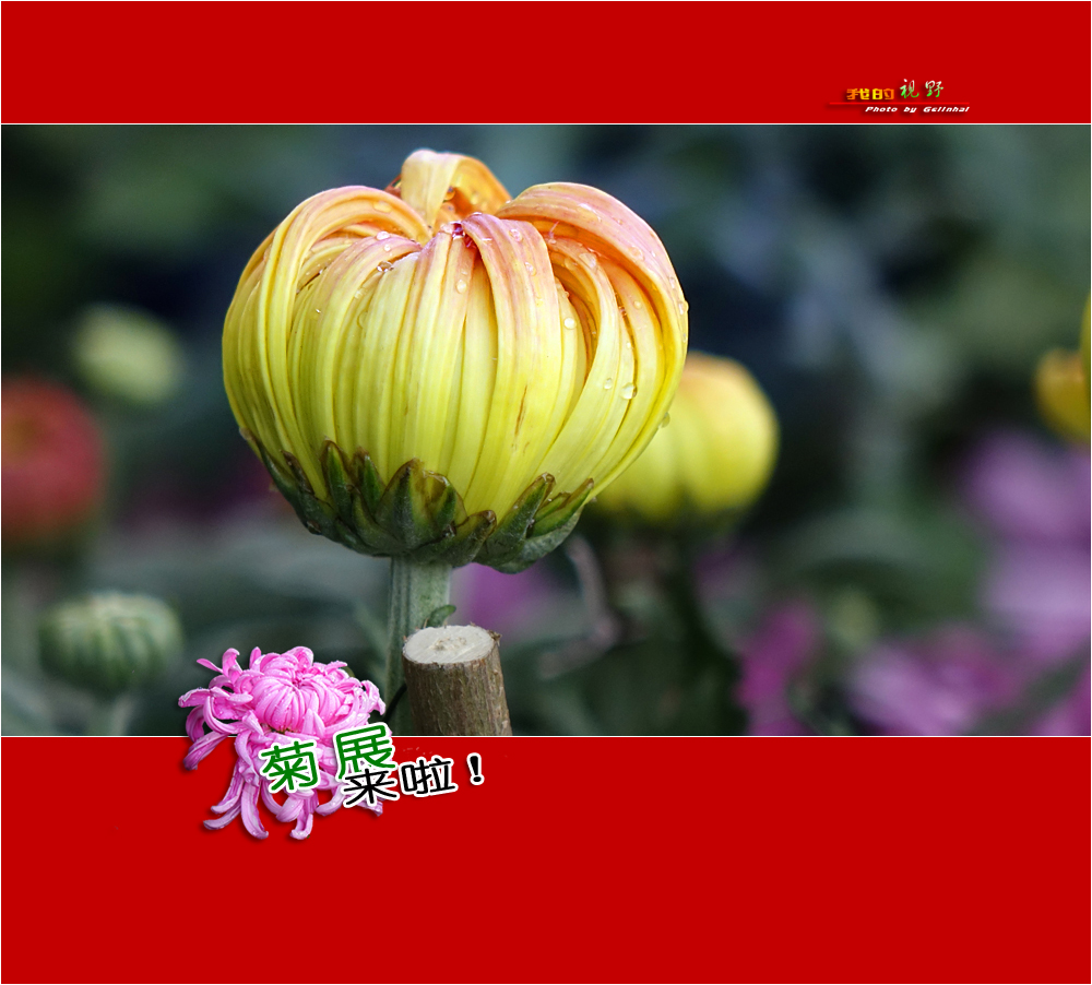 【我的视野】★ 菊展来啦！ ★