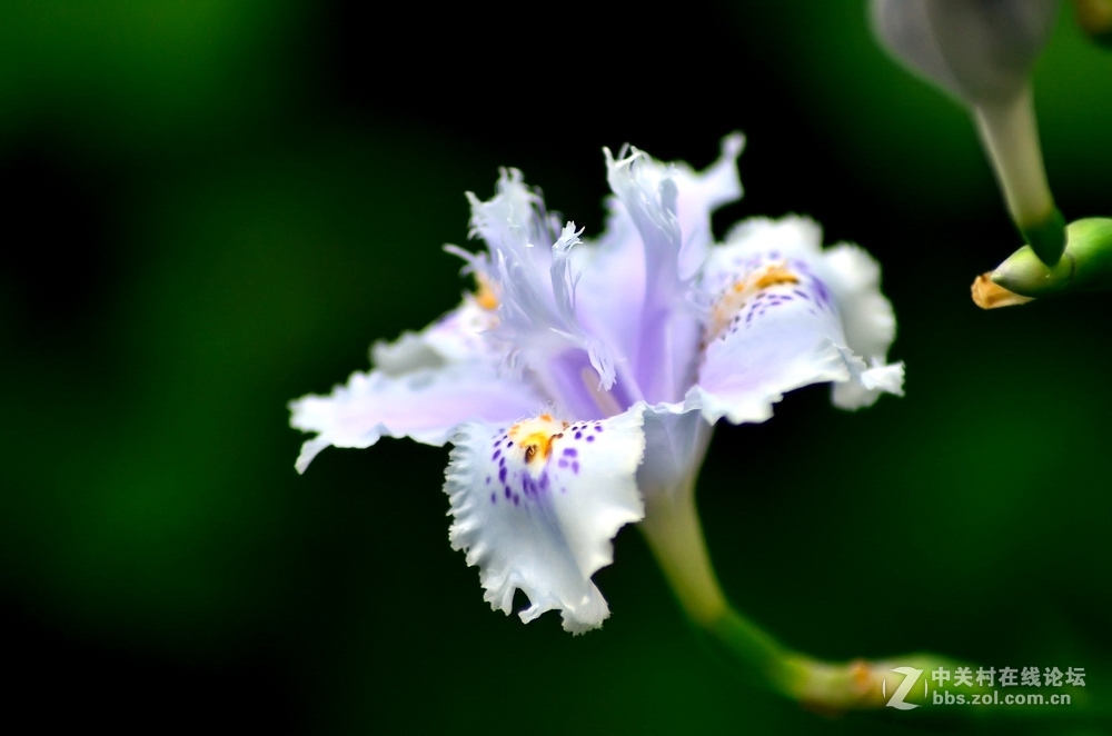 D7000+全程改微距后的腾龙A17镜头初拍春花（二）