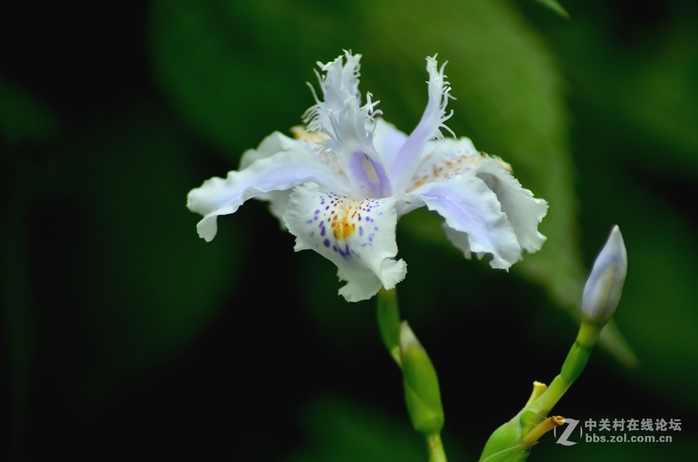 D7000+全程改微距后的腾龙A17镜头初拍春花（二）