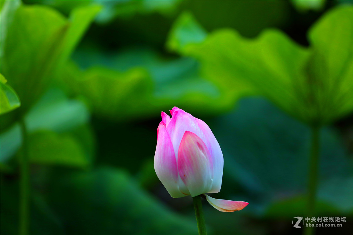 北宁公园的荷花