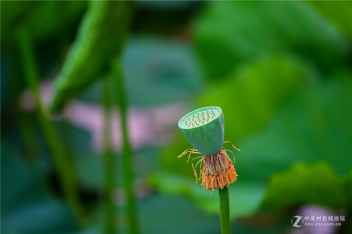 北宁公园的荷花