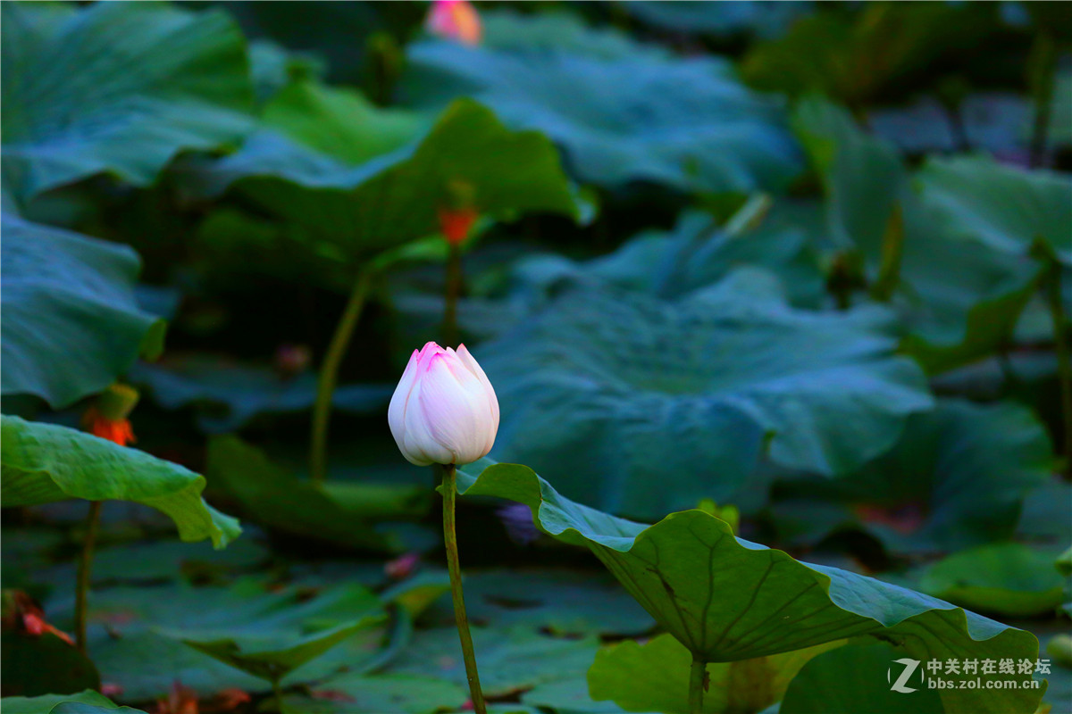 北宁公园的荷花
